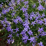 Laurentia 'Avant-garde Violet'  F1