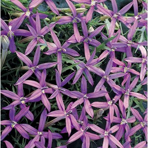 Laurentia axillaris 'Blue Stars' 