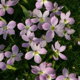 Laurentia hybrida 'Megastar Pink'