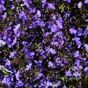 Lobelia pendula 'Monsoon'