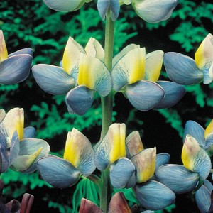 Lupinus cruckshanksii 'Sunrise' 