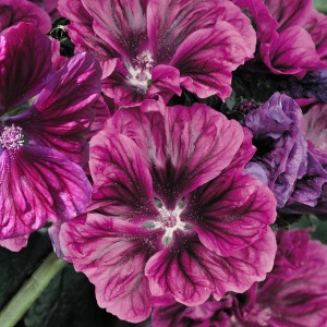 Malva sylvestris ssp. mauritiana 'Bibor Felho' 