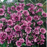 Malva sylvestris 'Braveheart' 