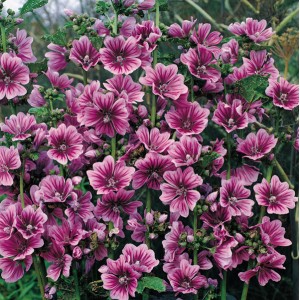 Malva sylvestris 'Braveheart' 