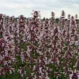 Nepeta hybrida 'Pink Candy' 