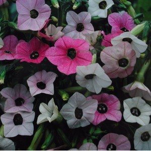 Nicotiana mutabilis 'Marshmallow' 