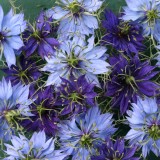 Nigella damascena 'University Mix' 