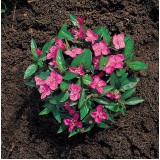 Oenothera kunthiana 'Glowing Magenta' 