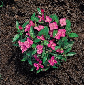 Oenothera kunthiana 'Glowing Magenta' 