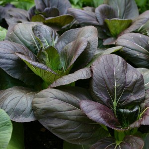 Pak Choi Purple