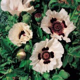 Papaver orientale 'Checkers' 