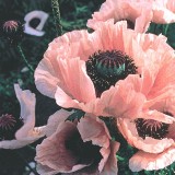 Papaver orientale 'Coral Reef'  