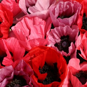 Papaver orientale 'Fruit Punch' 