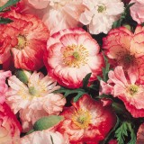 Papaver rhoeas 'Picotee Mixed' 