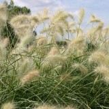 Pennisetum villosum 'Cream Falls' 