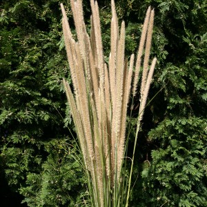 Pennisetum macrorurum 'Tail Feathers' 