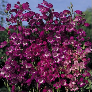 Penstemon mexicali 'Miniature Bells' 