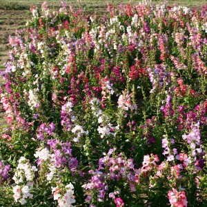 Penstemon cobaea 'Wedding Bells' 