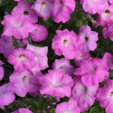 Petunia hybrida 'Tickled Rose'  