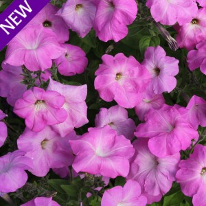 Petunia hybrida 'Tickled Rose'  