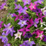 Petunia hybrida 'Sparklers' 