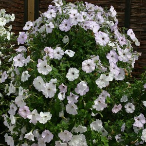 Petunia hybrida 'Tickled Blush' 