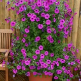 Petunia hybrida 'Tickled Pink'  