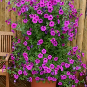 Petunia hybrida 'Tickled Pink'  