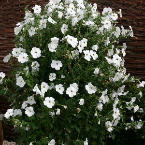 Petunia hybrida 'Tickled White' 