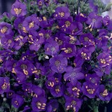 Polemonium boreale 'Heavenly Habit' 