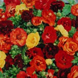 Potentilla hybrida 'Fireball Mixed' 