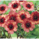 Potentilla nepalensis 'Melton Fire' 