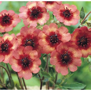 Potentilla nepalensis 'Melton Fire' 