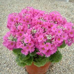 Primula malacoides 'Beauty Deep Pink' 