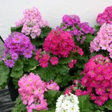 Primula malacoides 'Beauty Mix' 