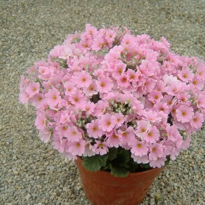 Primula malacoides 'Beauty Pink' 