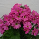 Primula malacoides 'Beauty Salmon' 