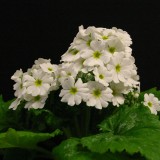 Primula malacoides 'Beauty White' 