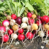 Radish 'Rainbow Mix'