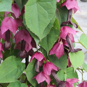 Rhodochiton atrosanguinea 'Bell Vine