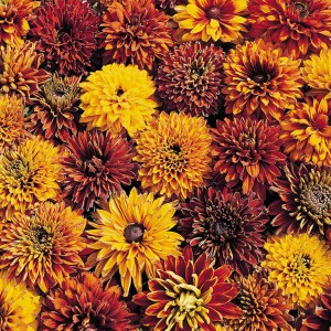 Rudbeckia hirta 'Cherokee Sunset'  