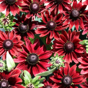 Rudbeckia hirta 'Cherry Brandy' 