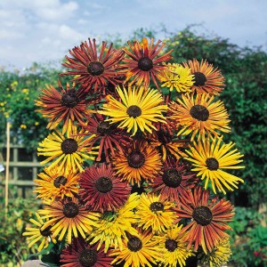 Rudbeckia hirta 'Chim Chiminee'  