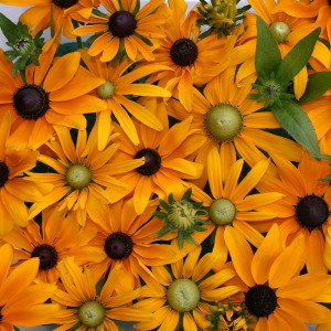 Rudbeckia hirta 'Eye Eye' 