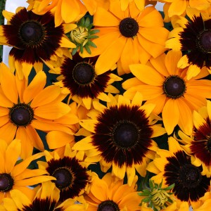 Rudbeckia hirta 'Gold Bullion' 