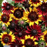 Rudbeckia hirta 'Ruby Bronze' 