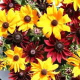 Rudbeckia hirta 'Ruby Gold' 