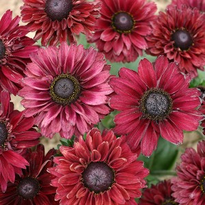 Rudbeckia hirta 'Ruby Ruby'