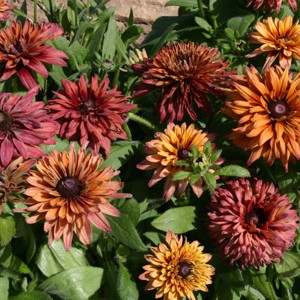 Rudbeckia hirta 'Sahara'