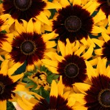 Rudbeckia hirta 'Solar Eclipse' 